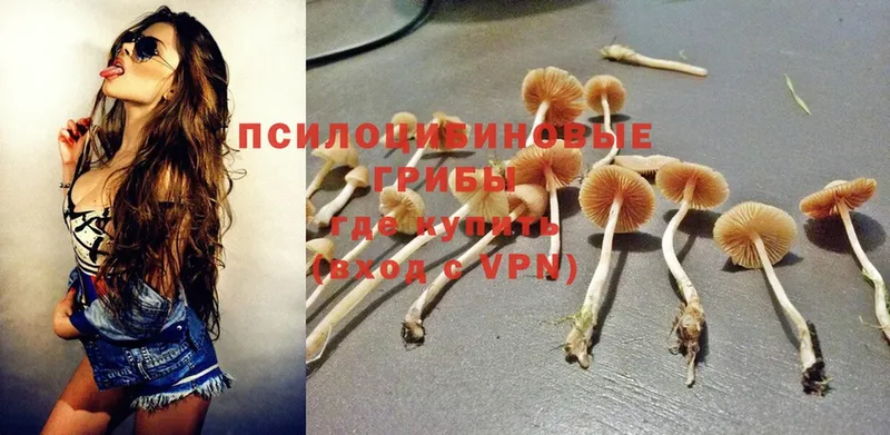 Псилоцибиновые грибы Cubensis  Улан-Удэ 